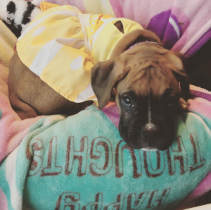 Mallory's Newest Family Addition, a Puppy