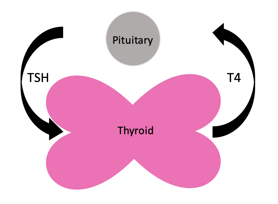 Drawing that illustrates how the thyroid works.