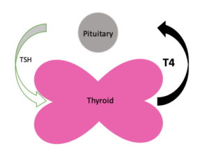 Drawing that shows how hyperthyroidism works.