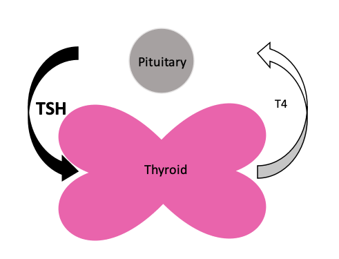 Drawing of how hypothyroidism works.