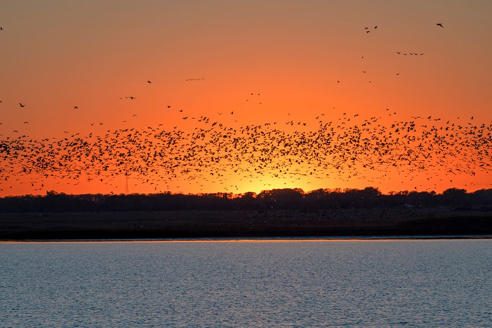 flock of birds migrating during sunset over water