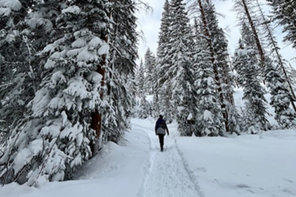 Person walking through snowy forest trail